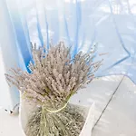 Alura アラカティ